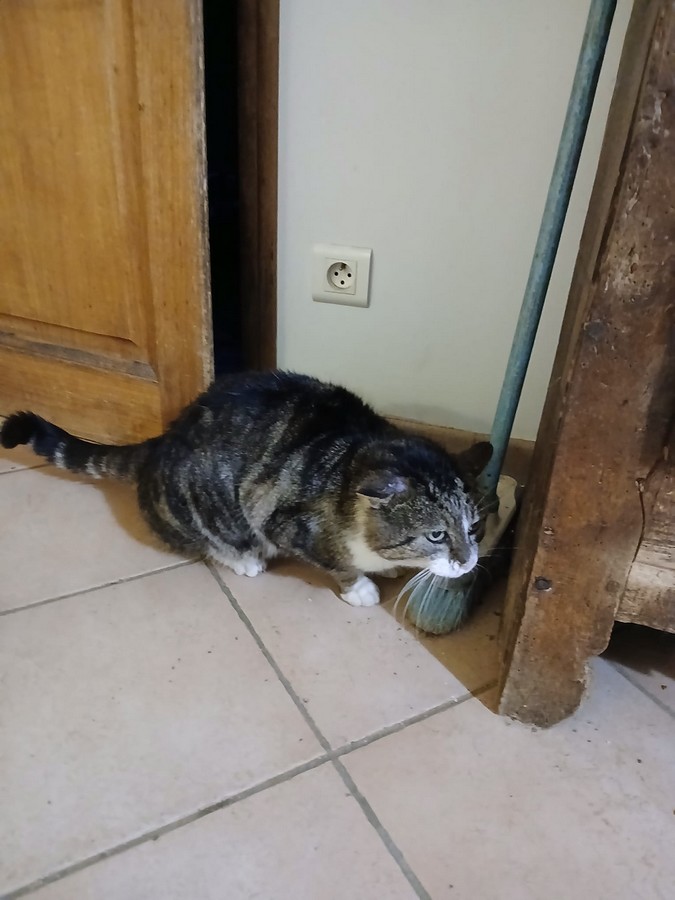 Boudu.jpg